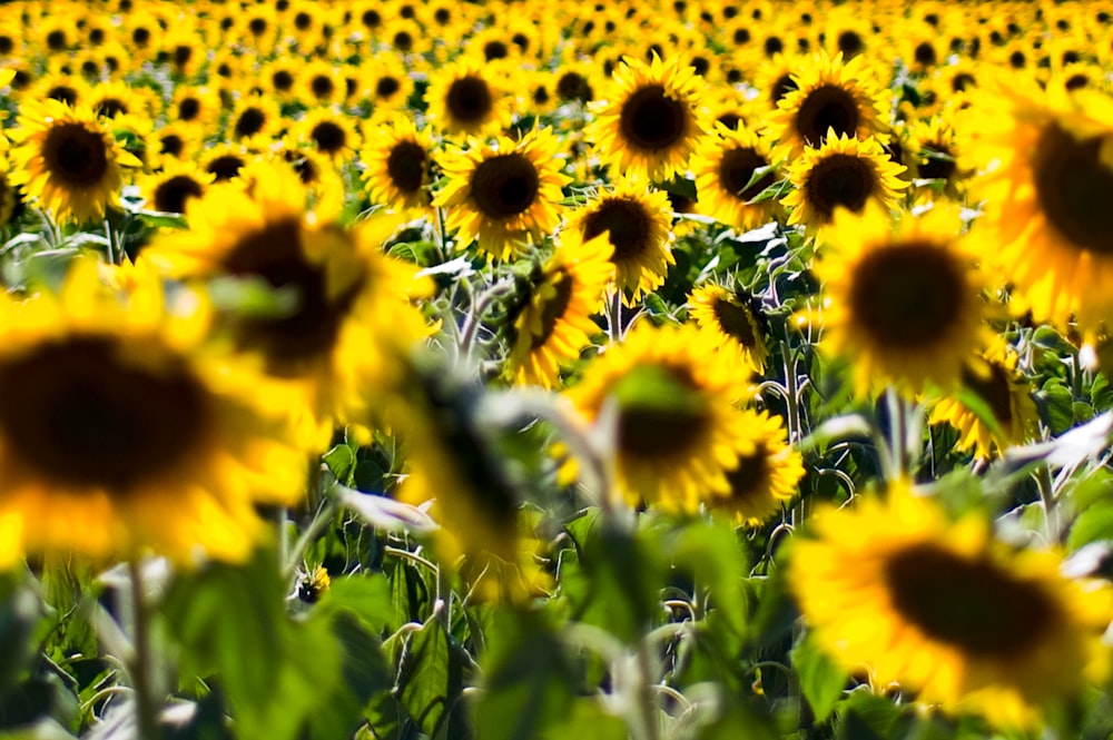 yellow sunflower field during daytime