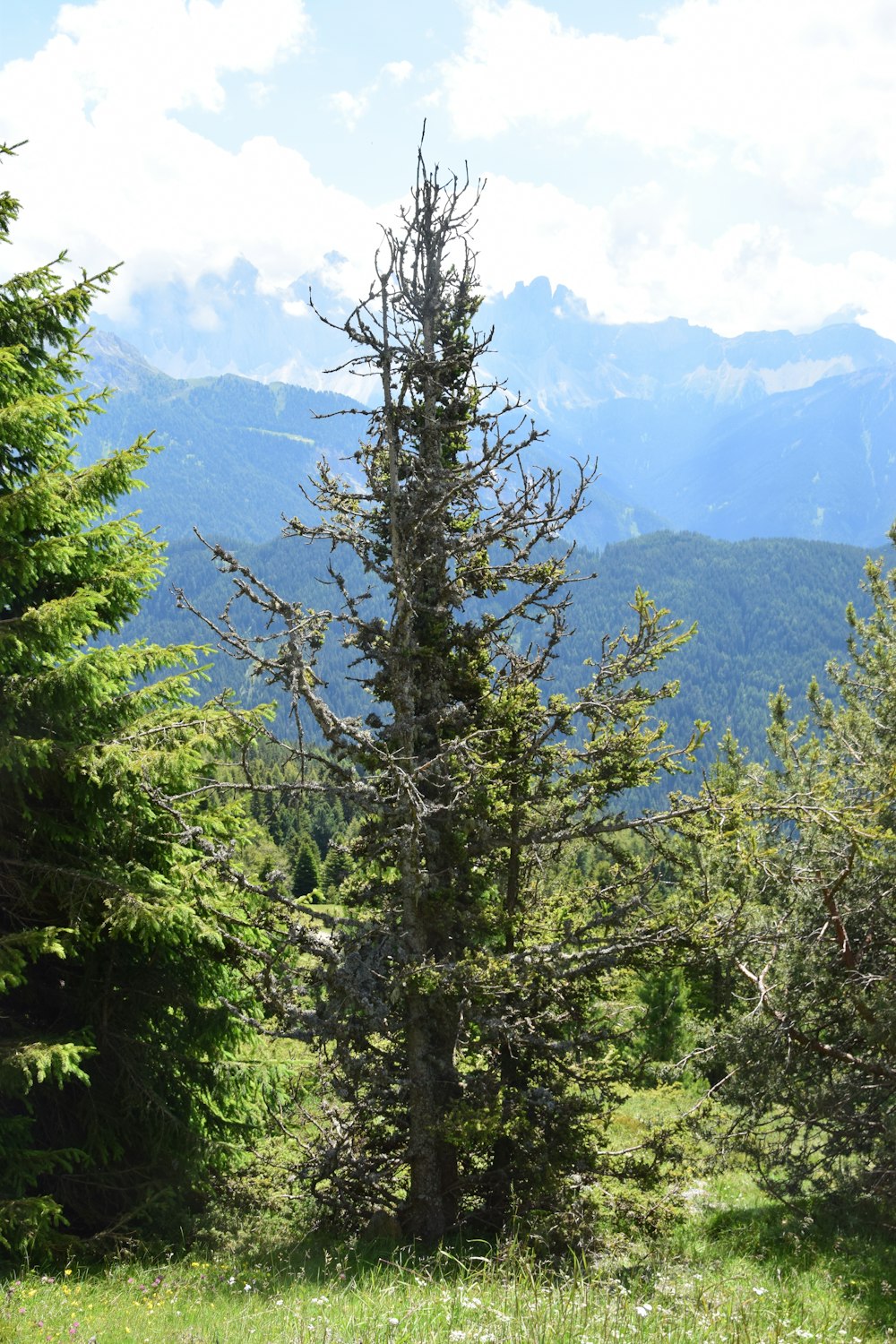 pin vert près de la montagne pendant la journée