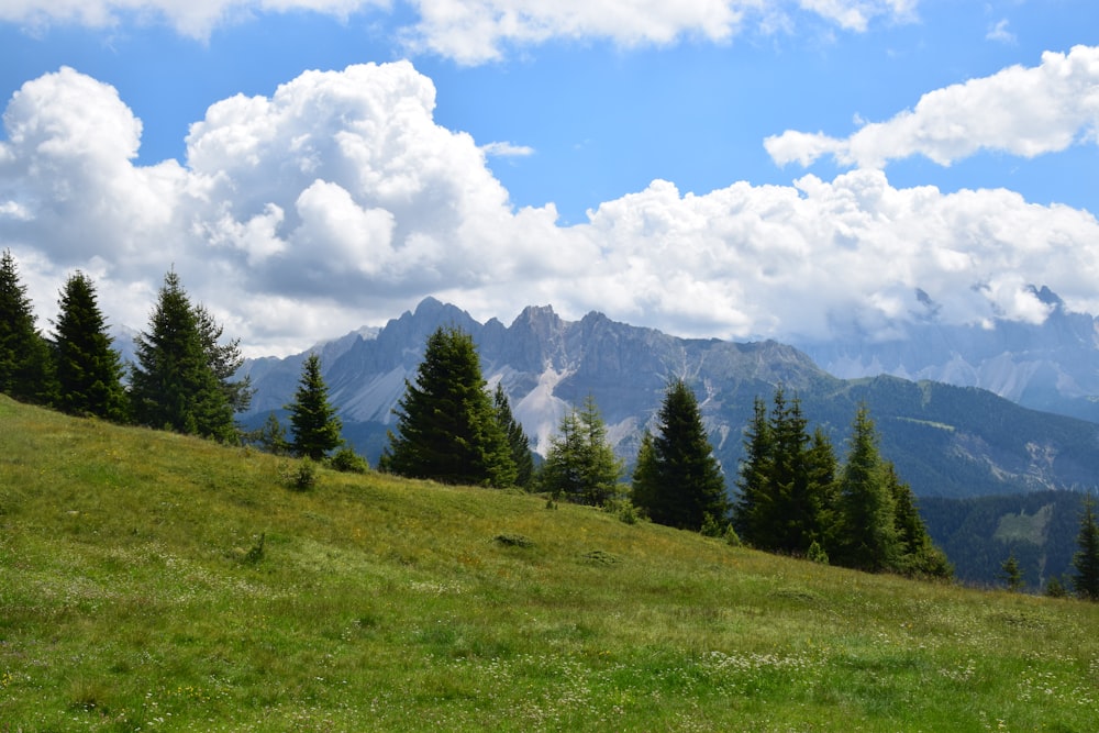 green grass field with trees and mountains in the distance under white clouds and blue sky