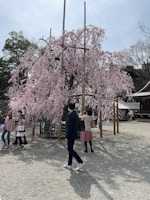 A group photo of smiling students and teachers during a cherry blossom viewing event.
