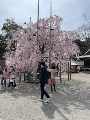 A group photo of smiling students and teachers during a cherry blossom viewing event.