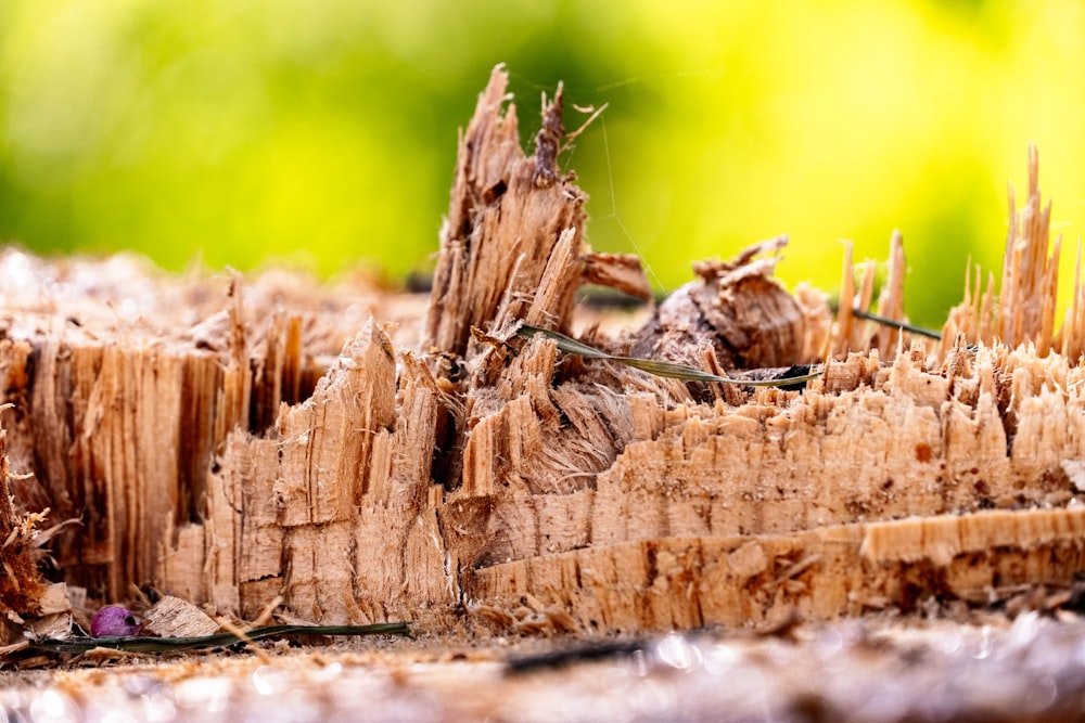 brown wood log in close up photography