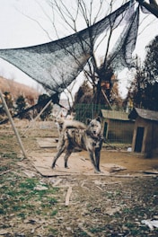 A brindle-colored dog stands on a patchy ground surrounded by scattered wooden planks. The dog is on a chain and appears alert. In the background, there is another dog, a metal fence, and a wooden dog house. Above, a netting is stretched between trees, creating a rustic outdoor setting.