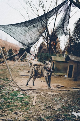 A brindle-colored dog stands on a patchy ground surrounded by scattered wooden planks. The dog is on a chain and appears alert. In the background, there is another dog, a metal fence, and a wooden dog house. Above, a netting is stretched between trees, creating a rustic outdoor setting.