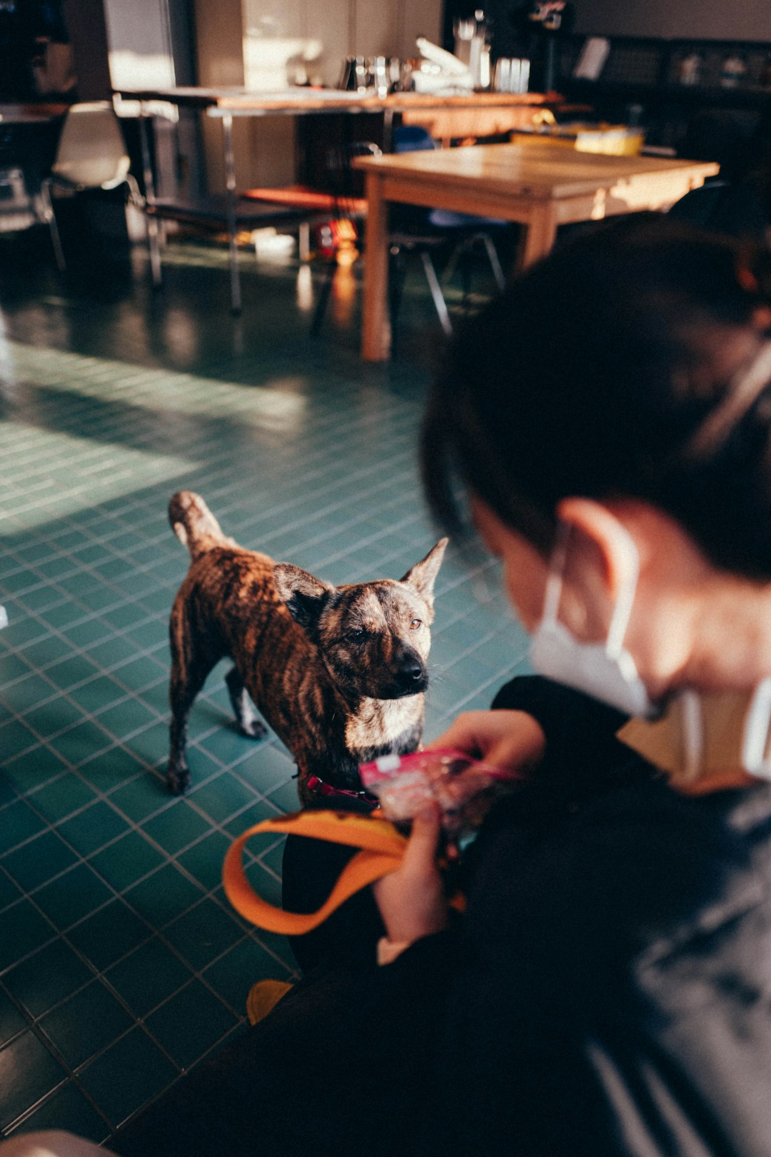 brown and black short coated dog