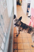 A medium-sized dog with a brindle coat stands on a tiled floor, looking up with an alert expression. The setting appears to be indoors, with a glass sliding door to the left. There are boxes and household items in the background.