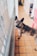 A medium-sized dog with a brindle coat stands on a tiled floor, looking up with an alert expression. The setting appears to be indoors, with a glass sliding door to the left. There are boxes and household items in the background.