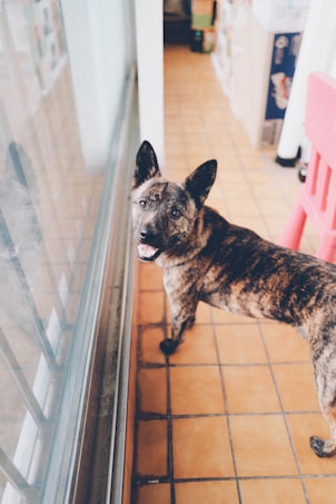 A medium-sized dog with a brindle coat stands on a tiled floor, looking up with an alert expression. The setting appears to be indoors, with a glass sliding door to the left. There are boxes and household items in the background.