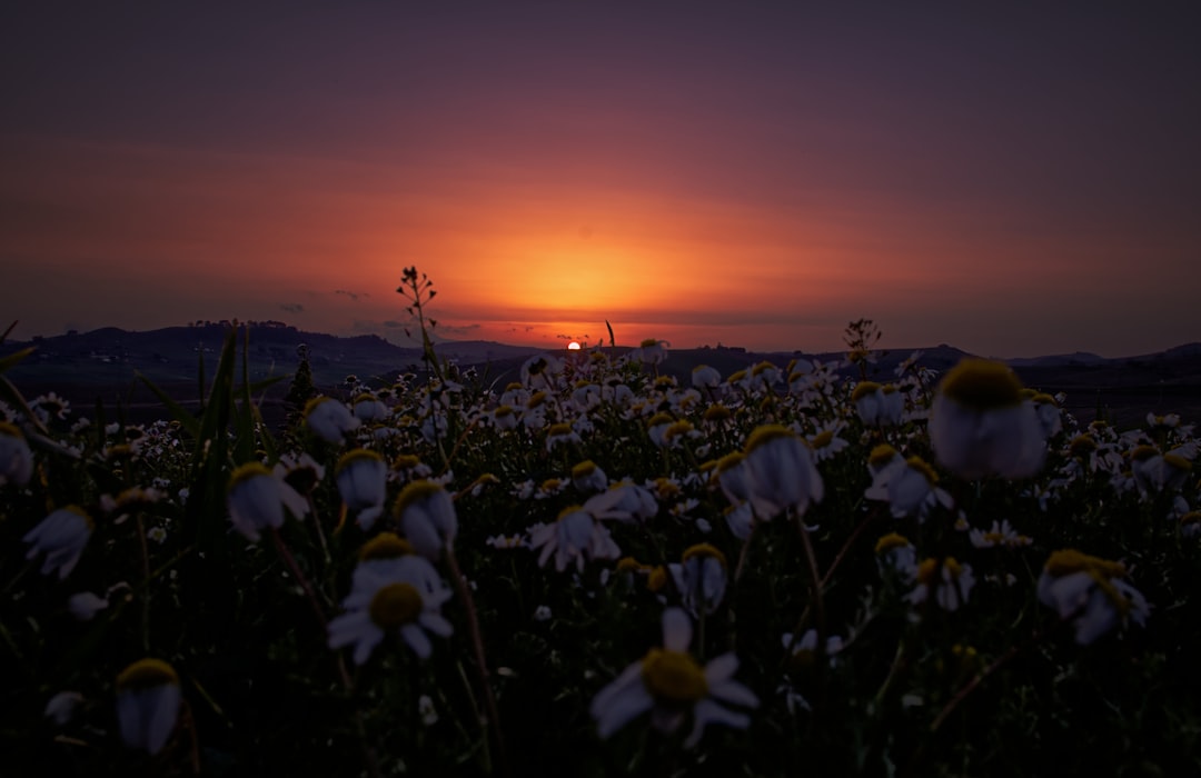 white flowers during golden hour