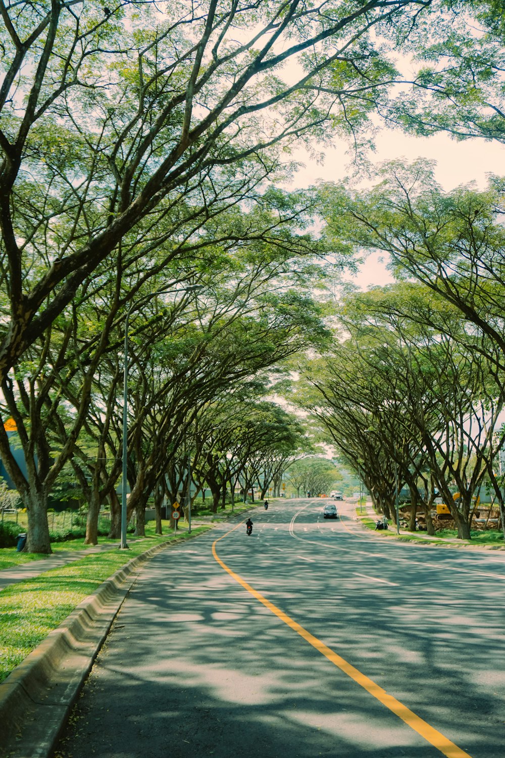 arbres verts sur un champ d’herbe verte pendant la journée