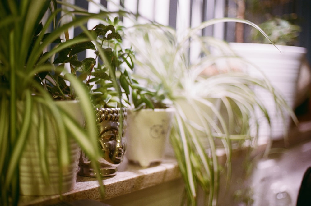 白い陶器の鉢に緑の植物