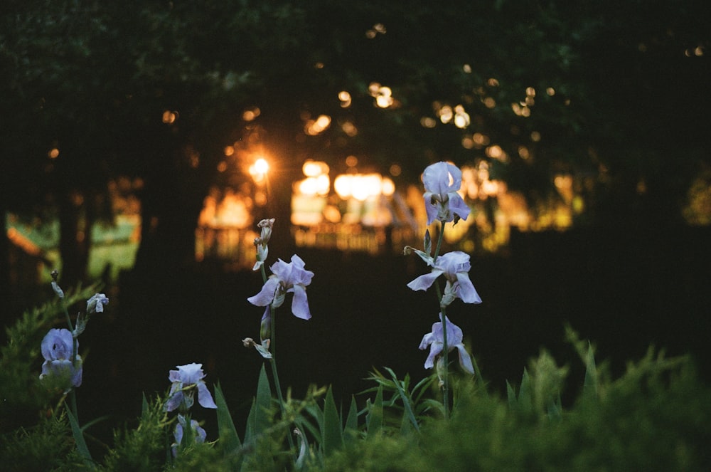 white flowers with green leaves during sunset