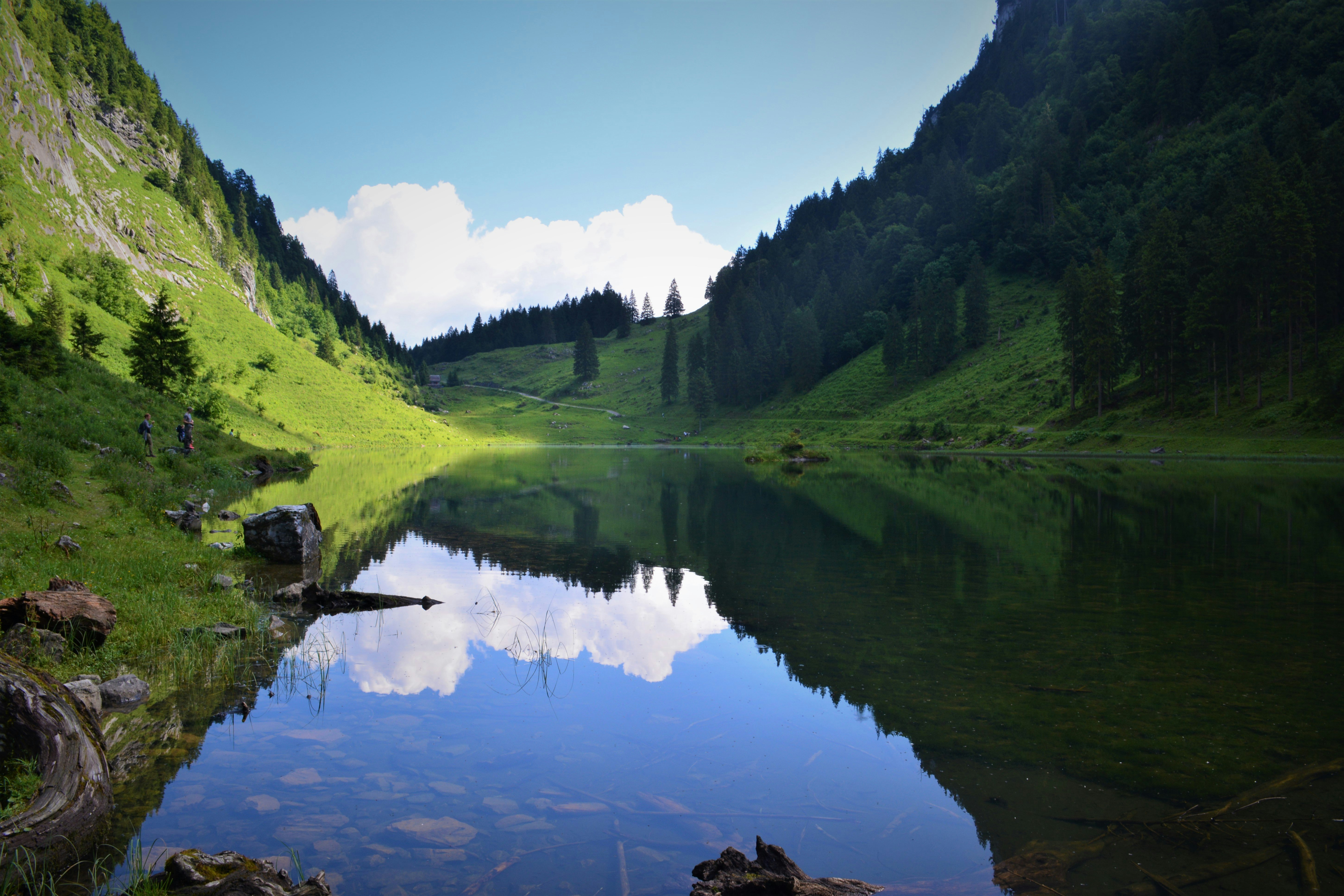 green trees beside river under blue sky during daytime