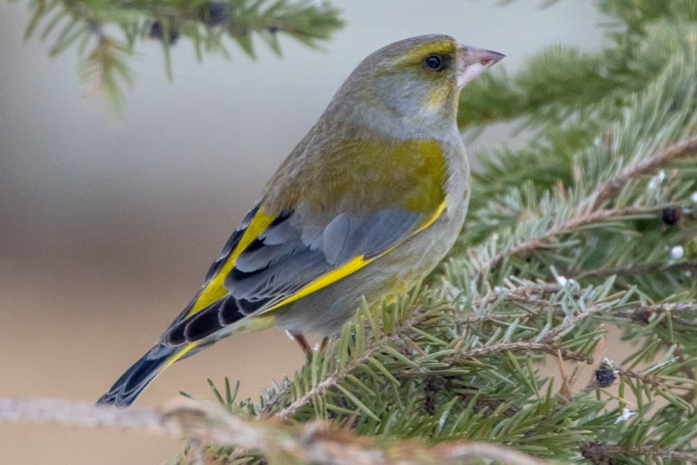 oiseau jaune, blanc et bleu sur l’herbe brune et verte