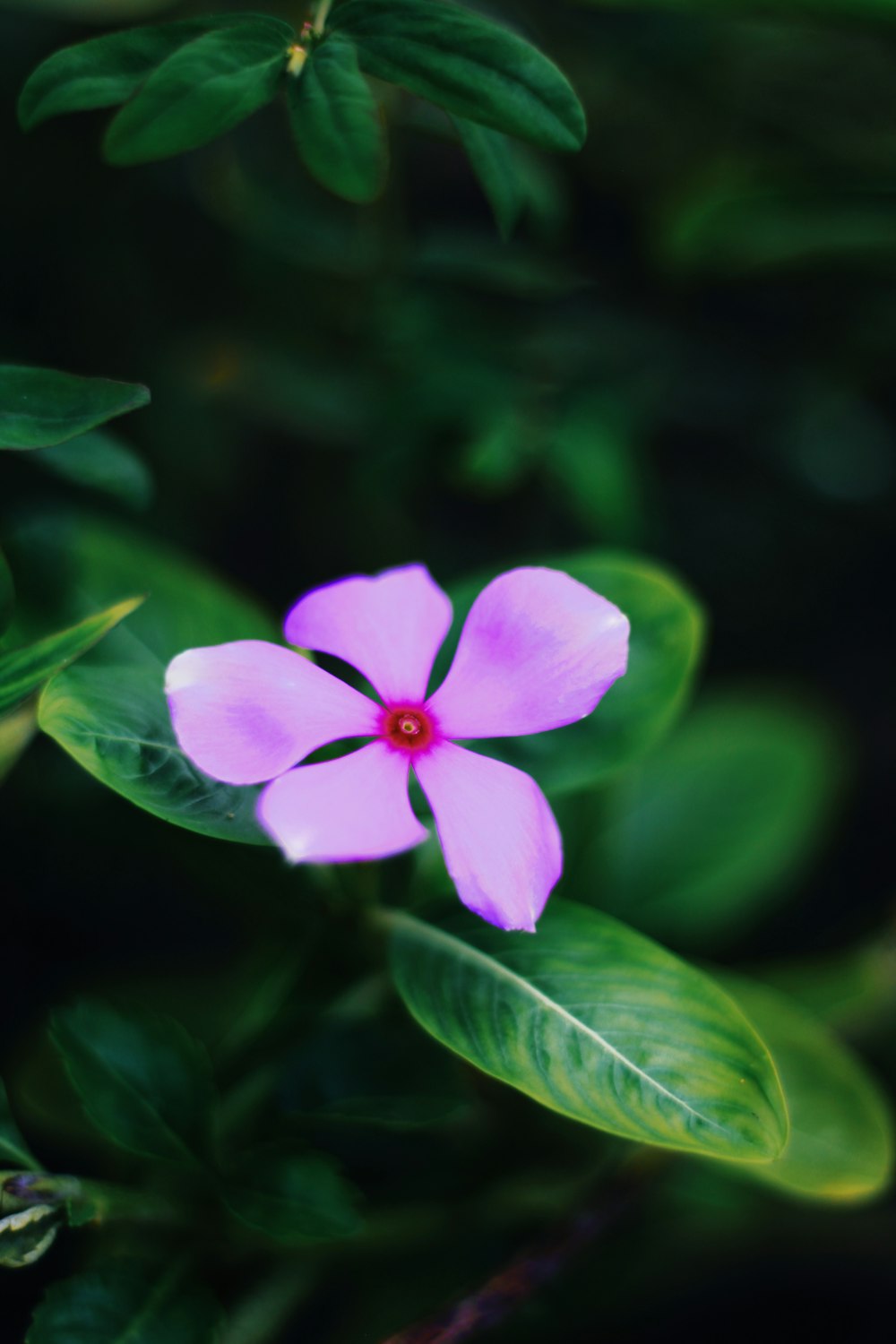 purple 5 petaled flower in bloom