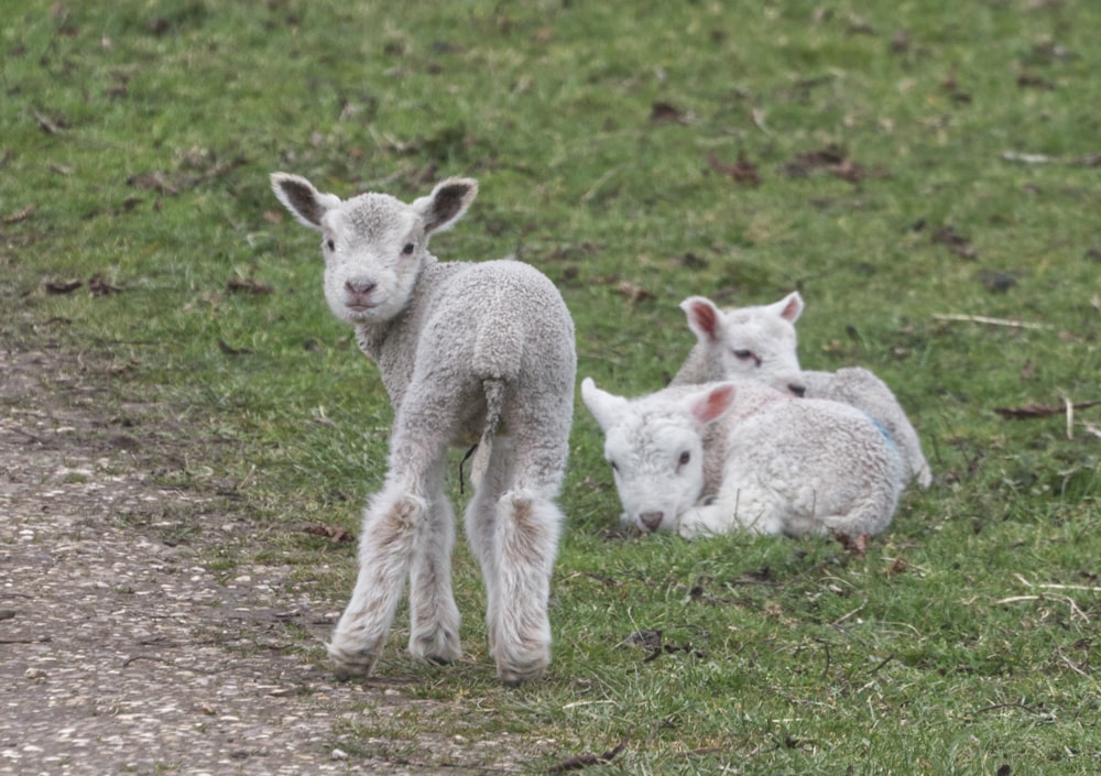 white sheep and white sheep on green grass field during daytime