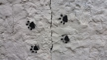 black and white stones on white sand