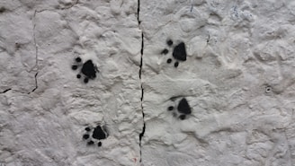black and white stones on white sand