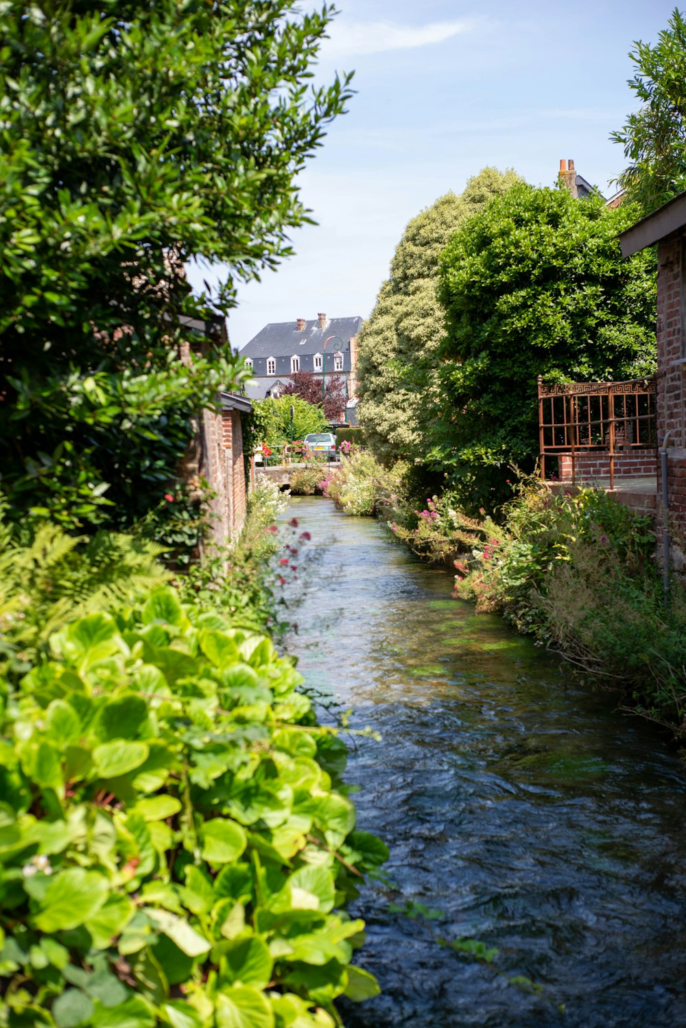 river between green trees and plants during daytime