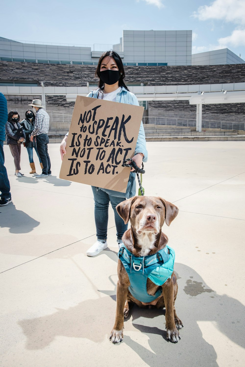 brown short coated dog with blue collar