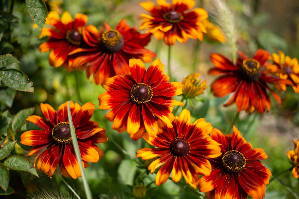 red and yellow flowers in tilt shift lens