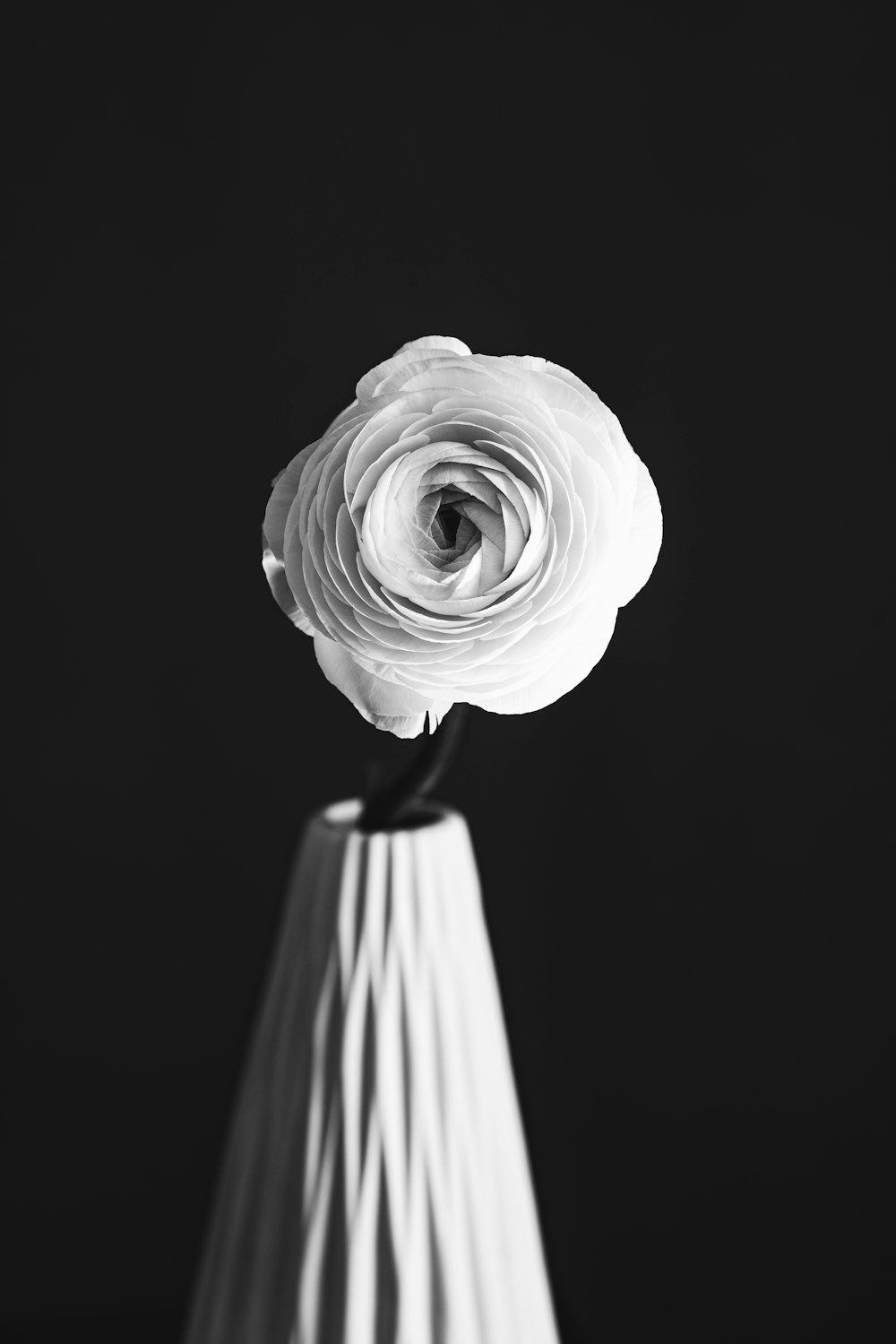 Foto en escala de grises de rosa en flor