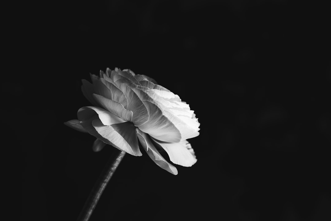 white flower in black background