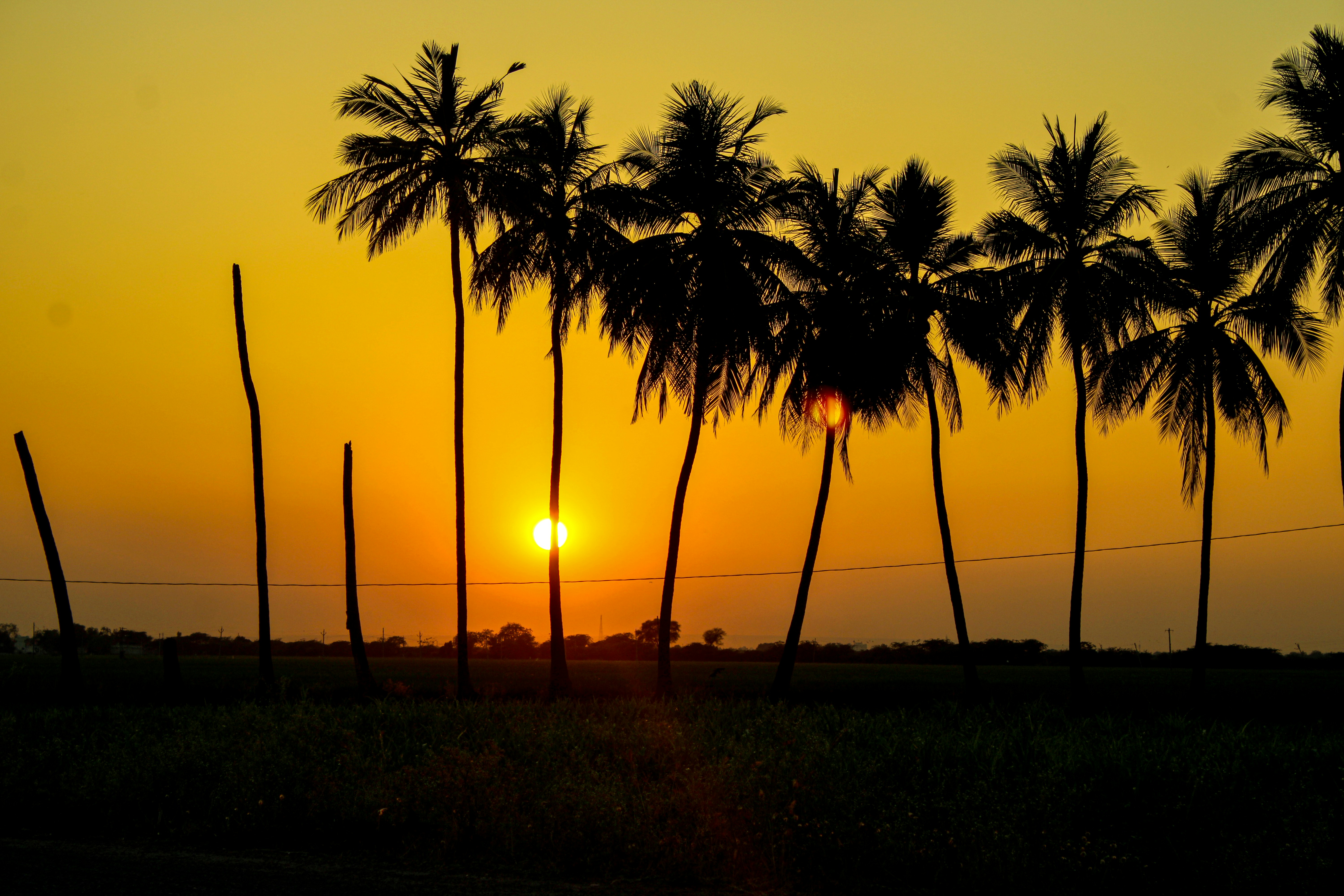 silhouette of palm trees during sunset