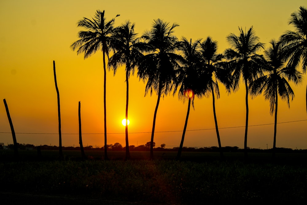 silhouette of palm trees during sunset