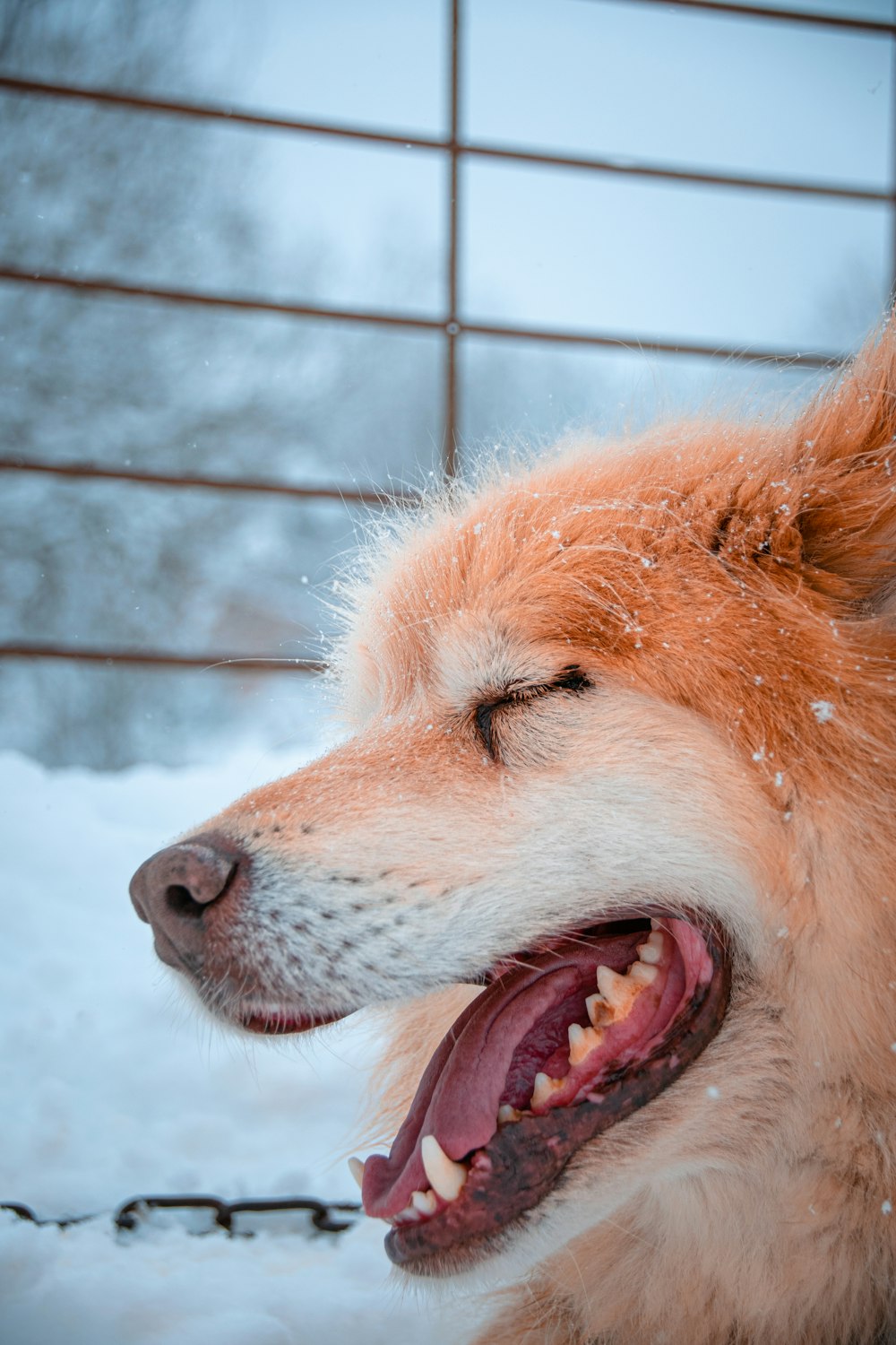 日中の雪に覆われた地面の茶色と白の長いコートの犬