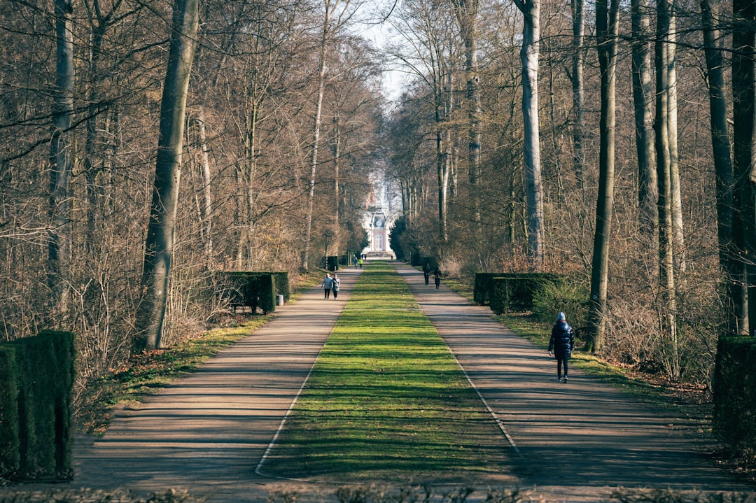 person walking on pathway between trees during daytime