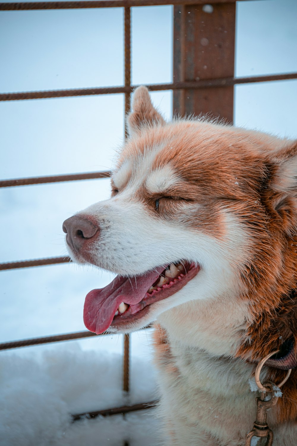 brown and white siberian husky