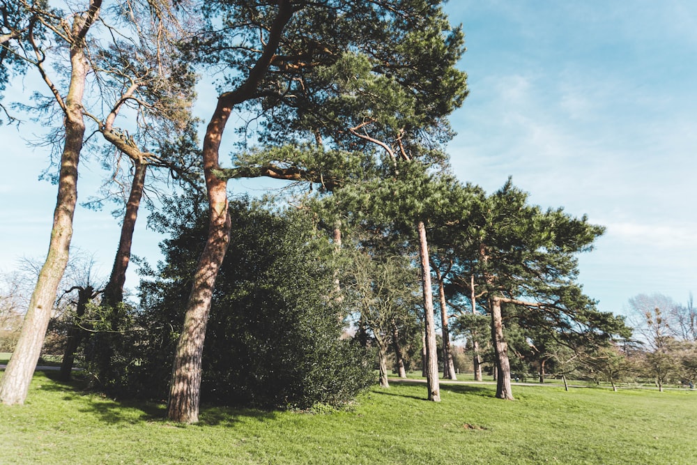 green trees on green grass field during daytime