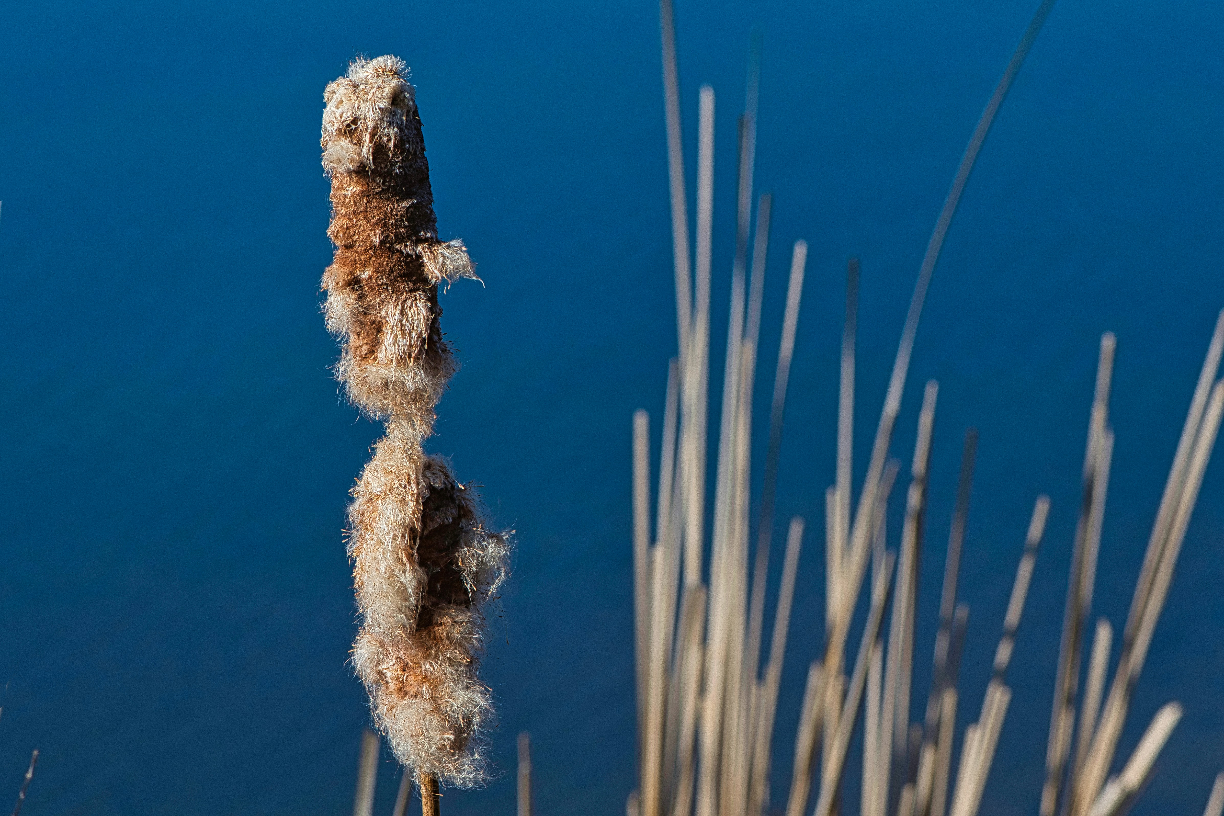 Photo by rofostan