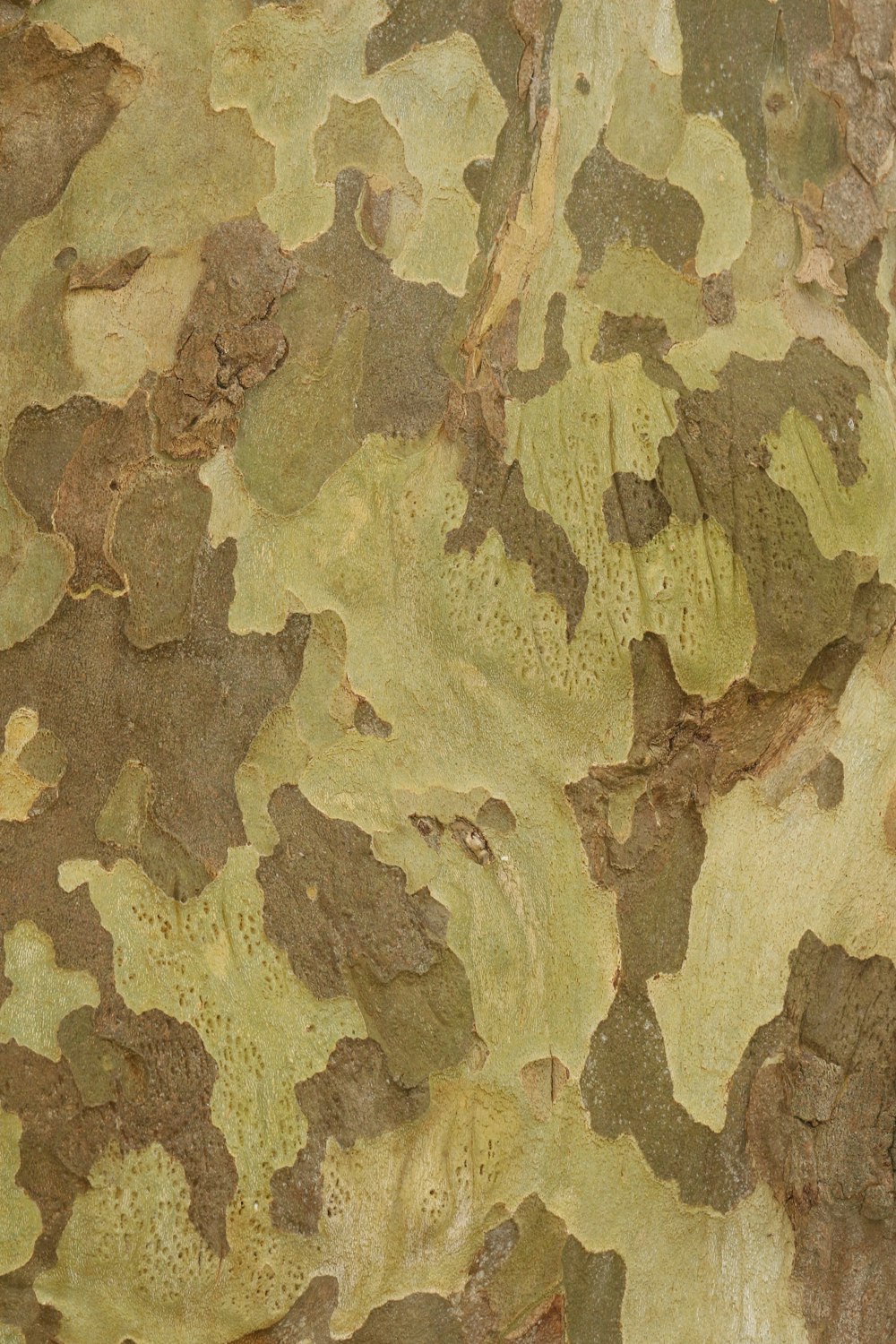 brown and beige camouflage textile