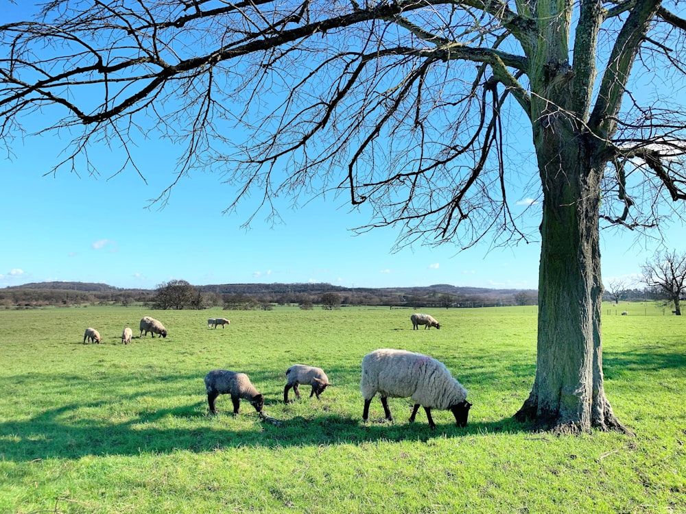 herd of sheep on green grass field during daytime