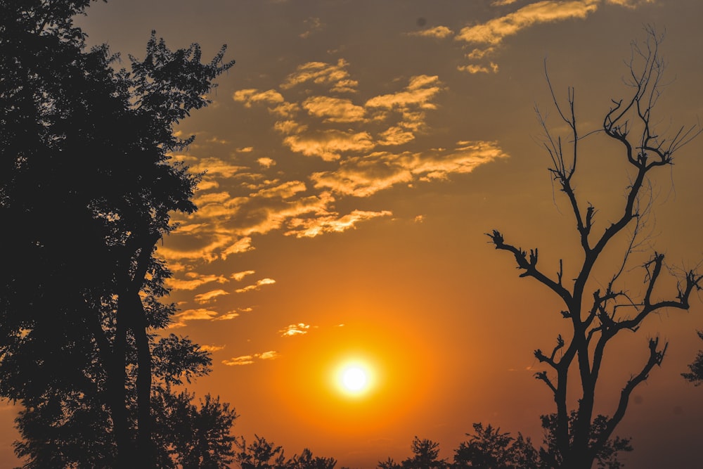 silhouette of trees during sunset