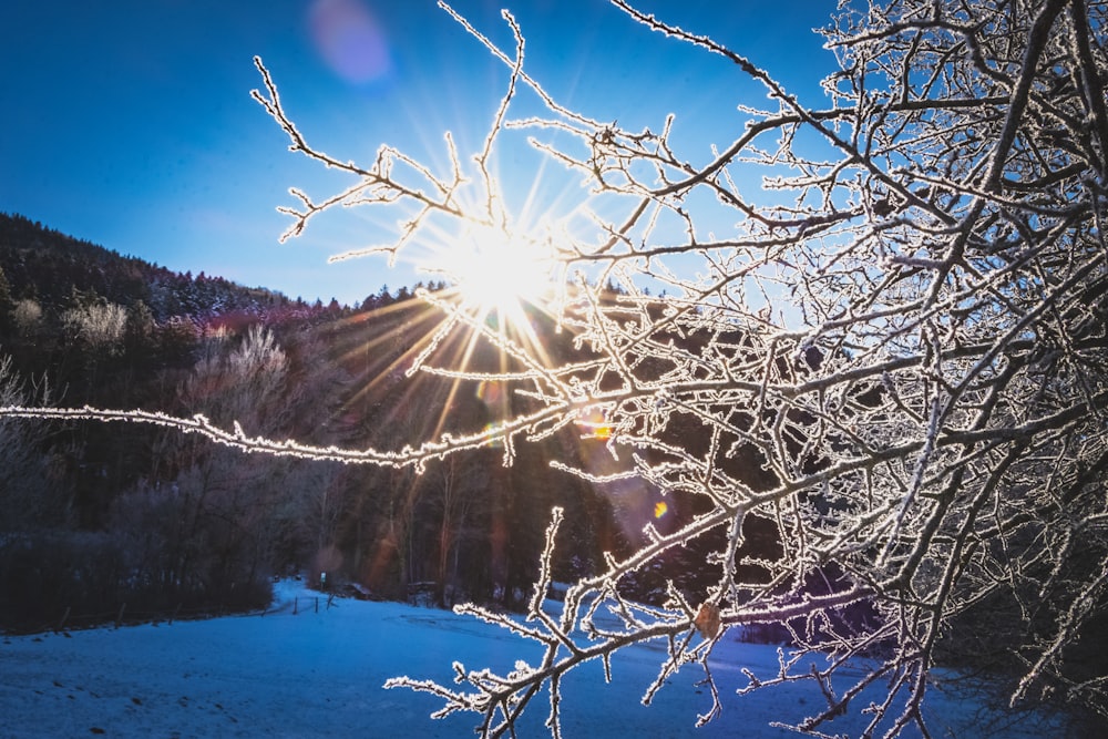 brown tree branch with snow during daytime