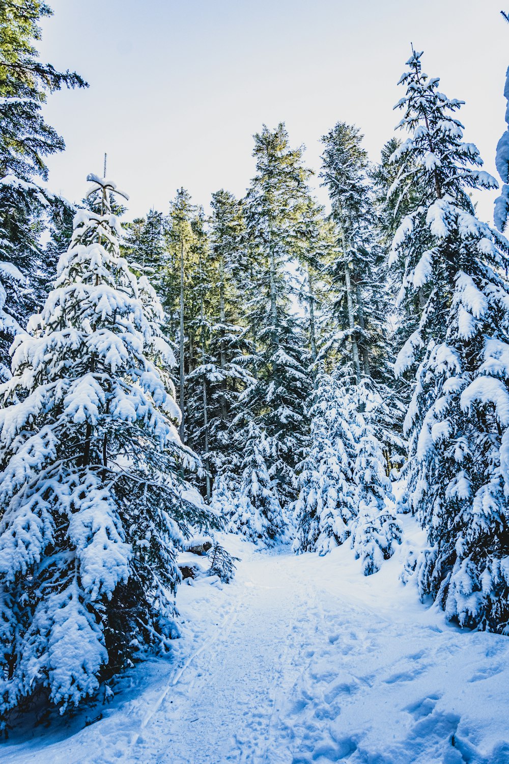 snow covered pine trees during daytime