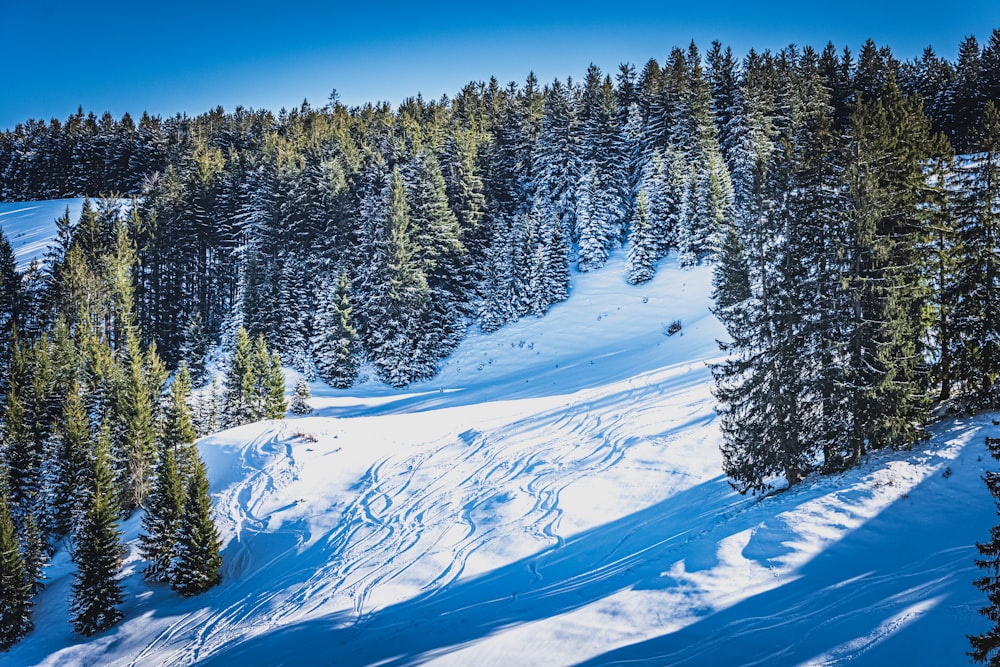 green pine trees on snow covered ground during daytime