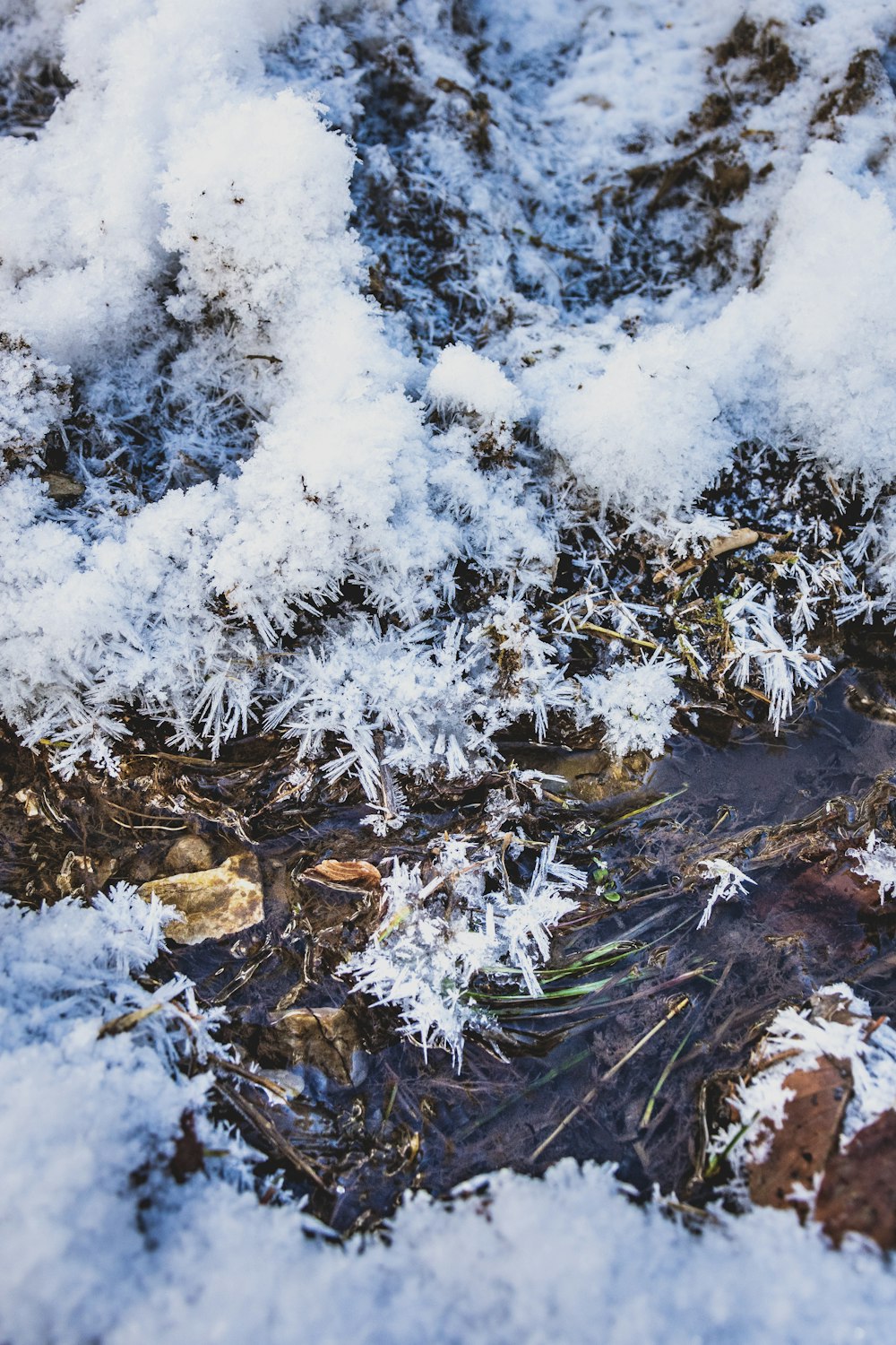 brown dried leaves on snow covered ground