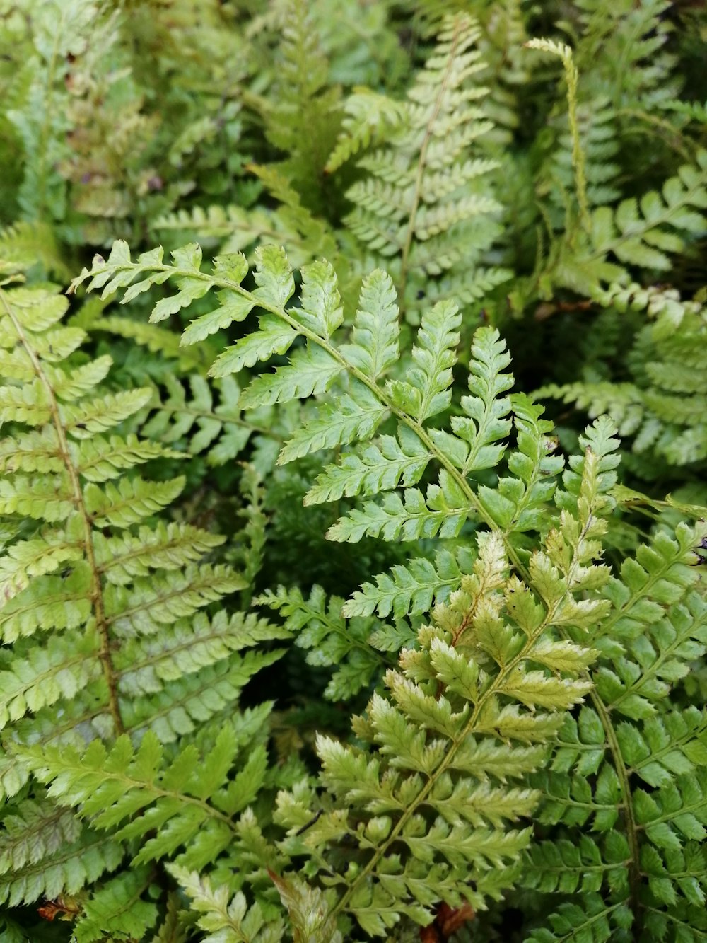 green fern plant in close up photography