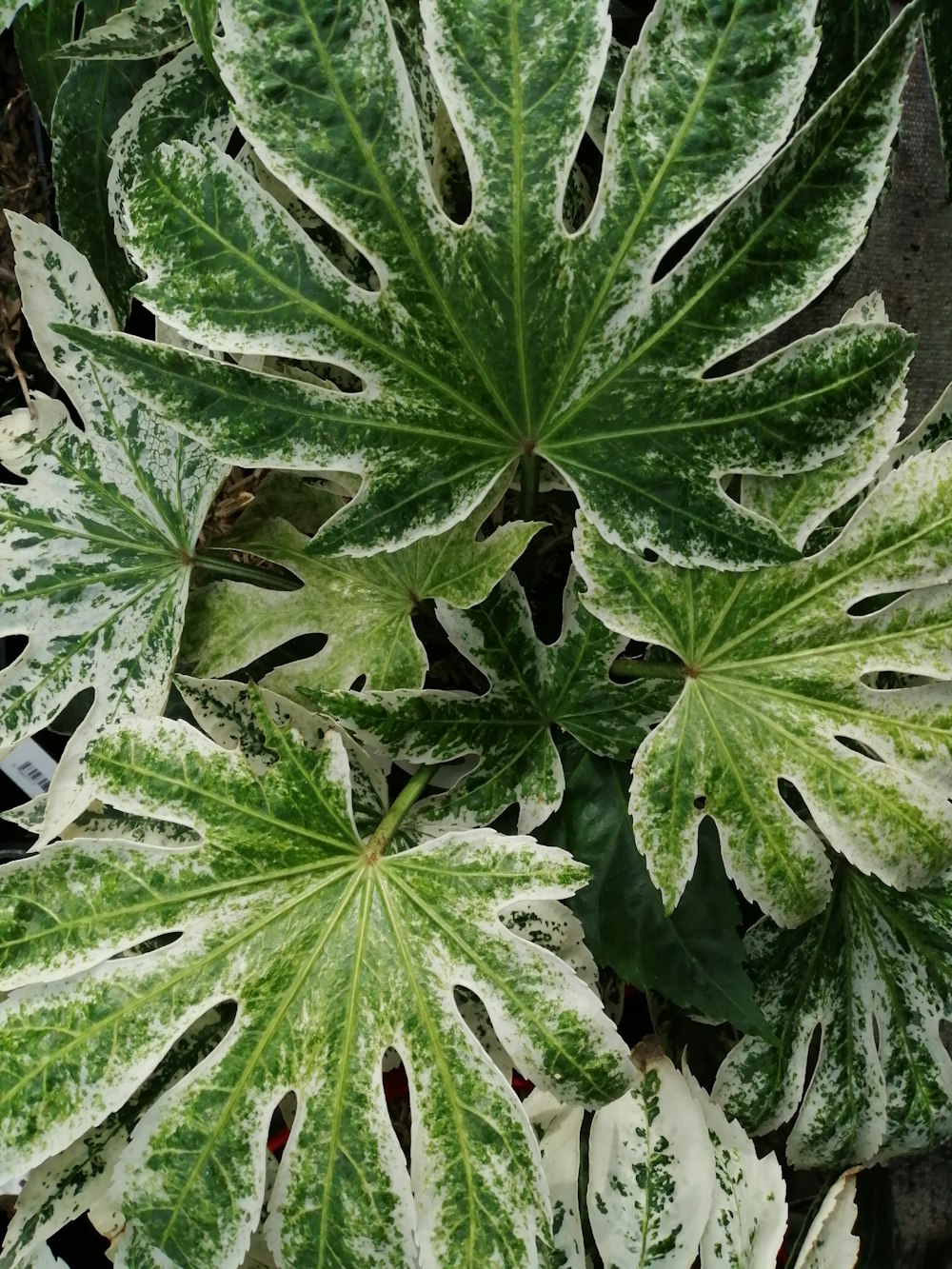 green leaves with water droplets