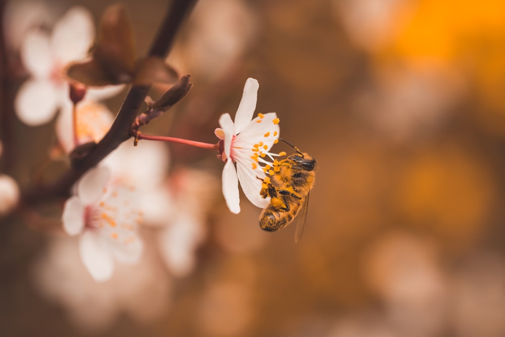 white cherry blossom in bloom during daytime