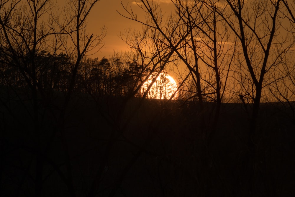 silhouette of trees during sunset