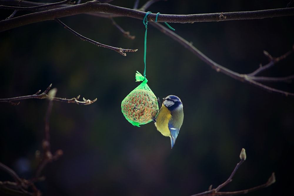 茶色の木の枝に黄色と黒の鳥