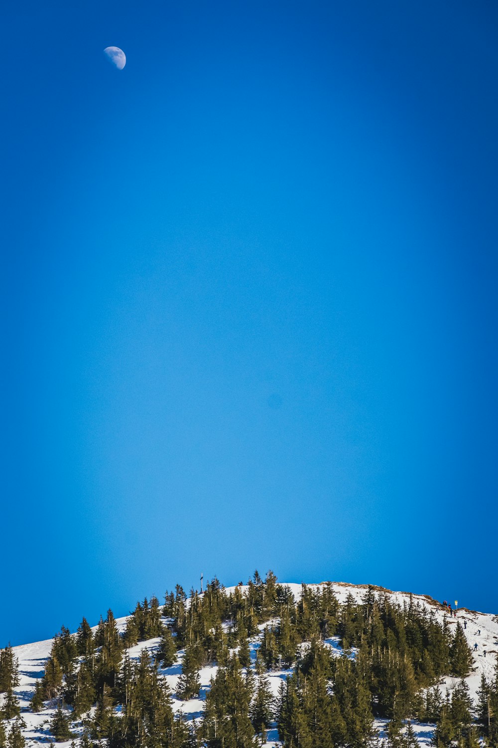 green pine tree under blue sky during daytime