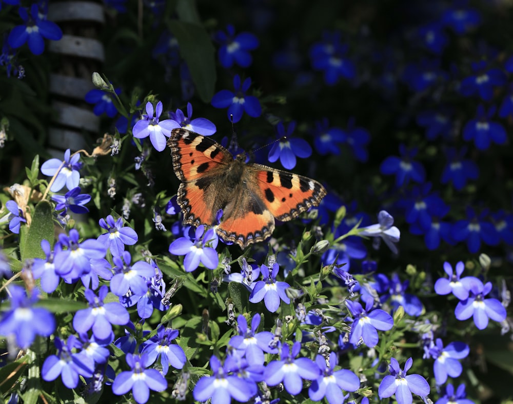 brown and black butterfly on purple flower