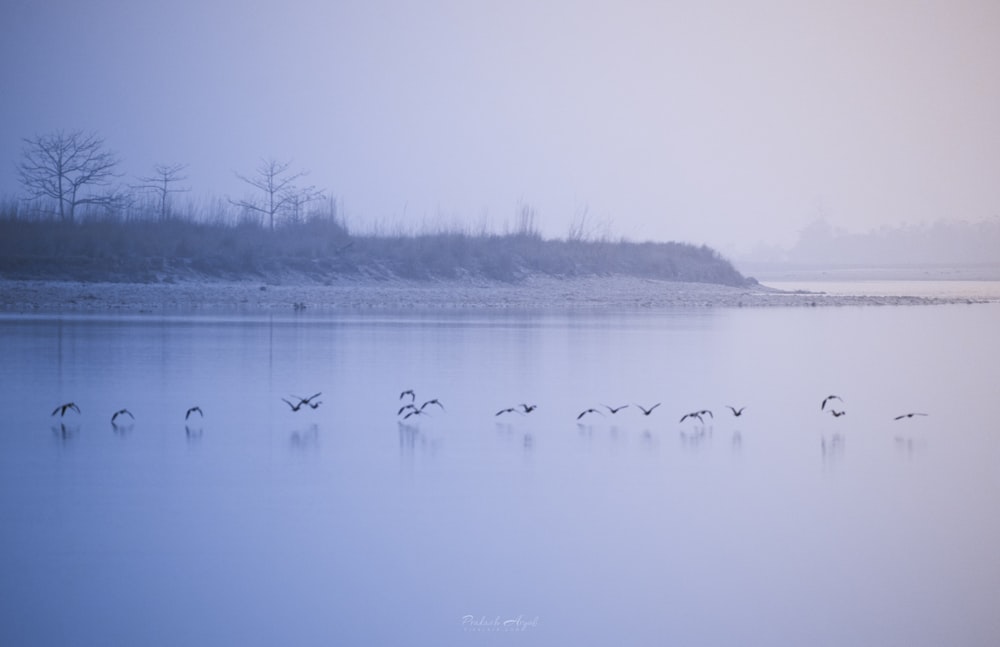 oiseaux survolant le lac pendant la journée