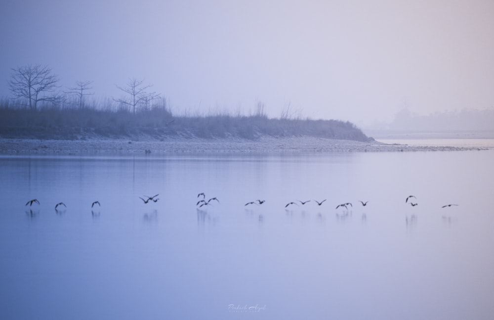 birds flying over the lake during daytime